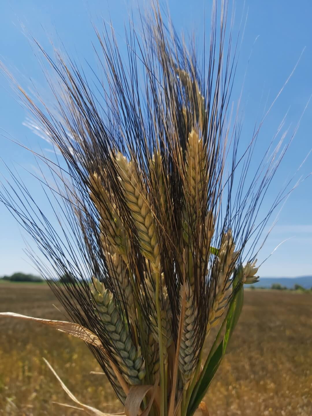 Επενδύοντας στο σπόρο…