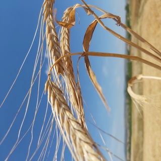 Euroseeds - 