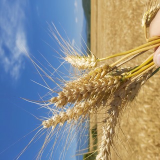 Euroseeds - 