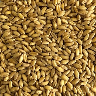 Euroseeds - 
