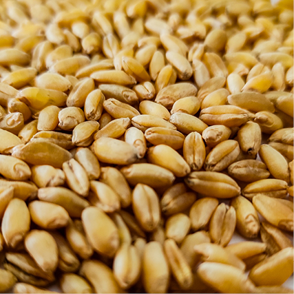 Euroseeds - 