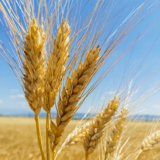 Euroseeds - 