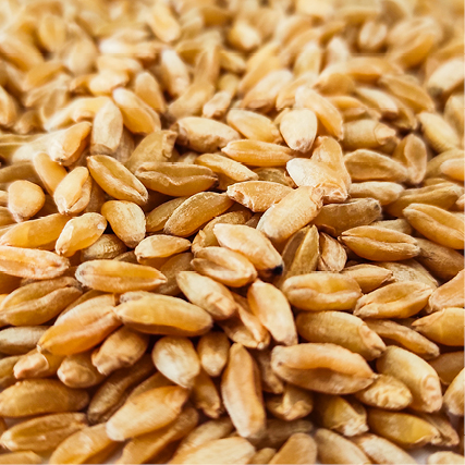 Euroseeds - 