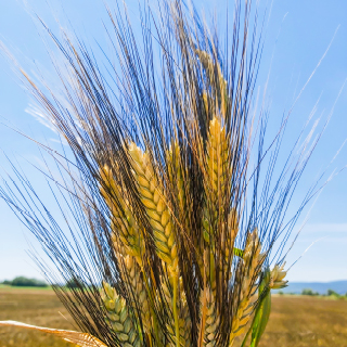 Euroseeds - 