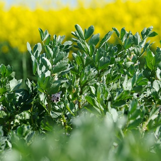 Euroseeds - 