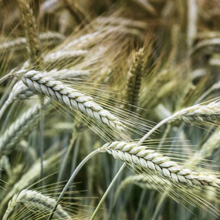 Euroseeds - 