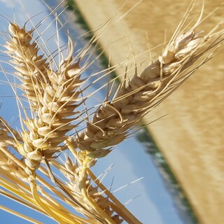 Euroseeds - 