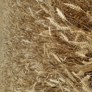 Euroseeds - 