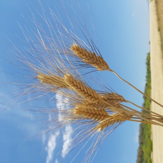 Euroseeds - 