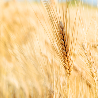 Euroseeds - 