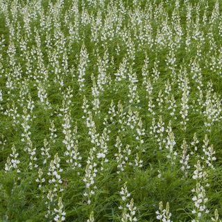 Euroseeds - 