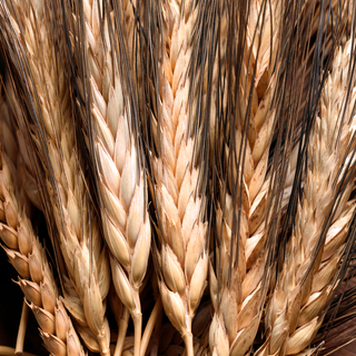 Euroseeds - 
