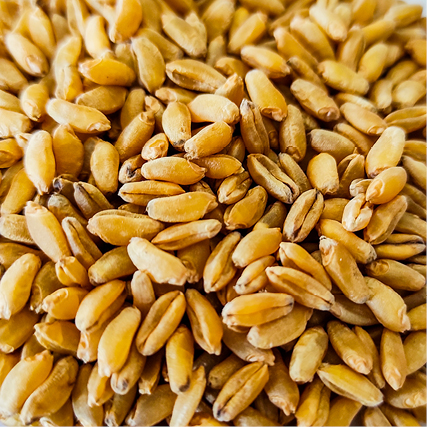 Euroseeds - 