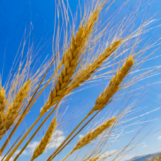 Euroseeds - 