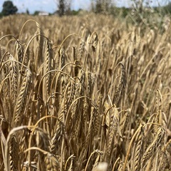 Euroseeds - 