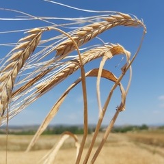 Euroseeds - 
