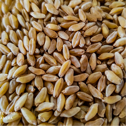 Euroseeds - 