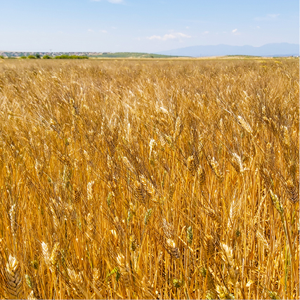 Euroseeds - 