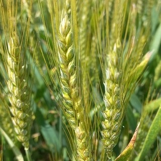Euroseeds - 