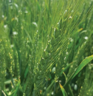 Euroseeds - 