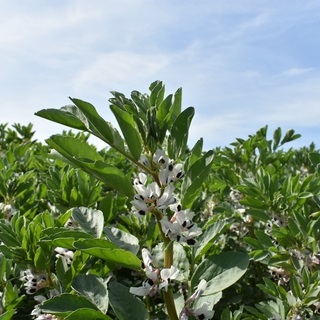 Euroseeds - 