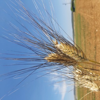 Euroseeds - 