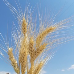 Euroseeds - 