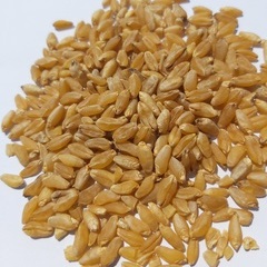 Euroseeds - 