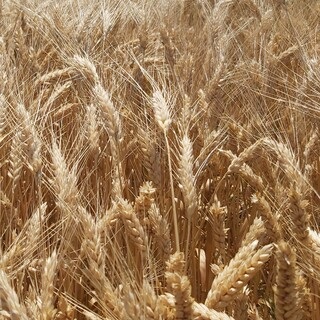 Euroseeds - 