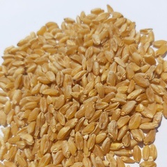 Euroseeds - 