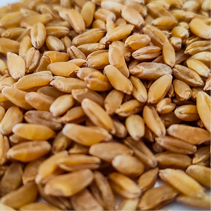 Euroseeds - 