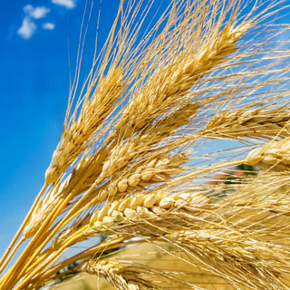 Euroseeds - 