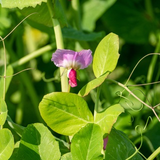 Euroseeds - 