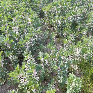 Euroseeds - 