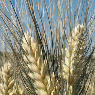Euroseeds - 