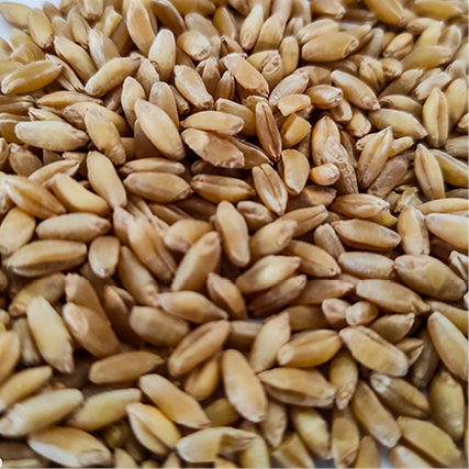 Euroseeds - 
