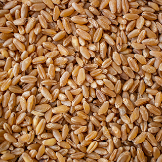 Euroseeds - 