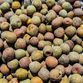 Euroseeds - 