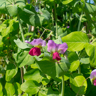 Euroseeds - 