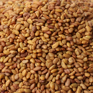 Euroseeds - 