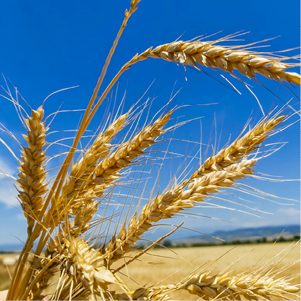 Euroseeds - 