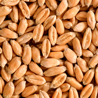 Euroseeds - 